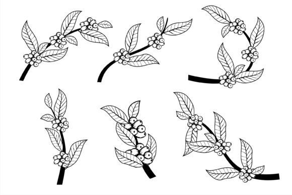 Branch of Coffee with Fruits and Flowers Graphics