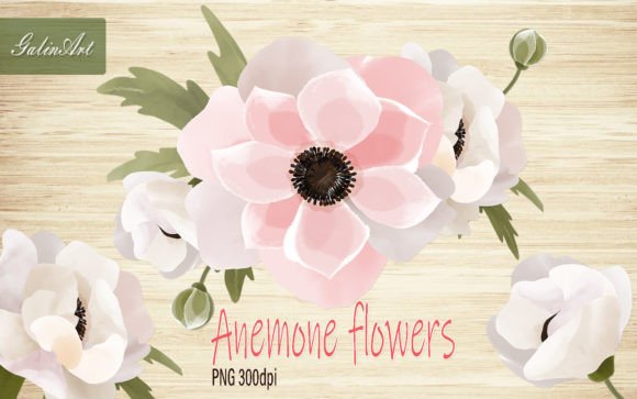 Pink Anemone Flowers Graphics