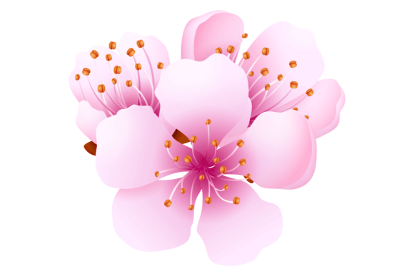 Sakura Blossom Graphics for Branding and Marketing